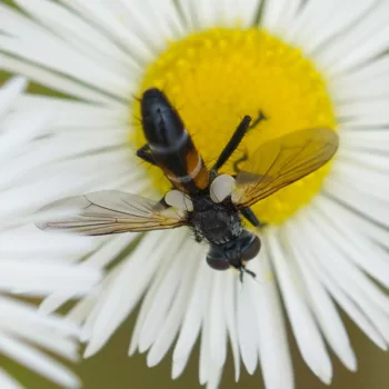 Cylindromyia cf. interrupta (Raupenfliege)