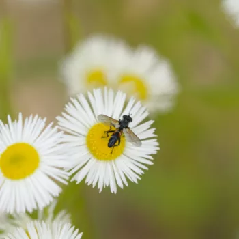 Cylindromyia cf. interrupta (Raupenfliege)