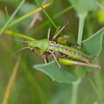 Decticus verrucivorus (Warzenbeißer)