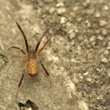 Episinus truncatus (Gestutzte Kabelspinne)