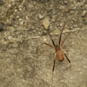 Episinus truncatus (Gestutzte Kabelspinne)