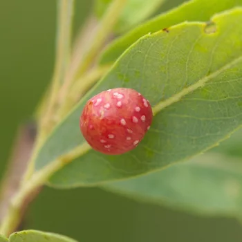 Euura acutifoliae (Weidengallen-Blattwespe)