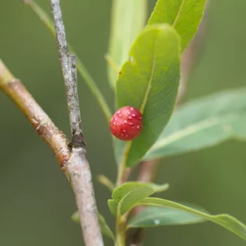 Euura acutifoliae (Weidengallen-Blattwespe)