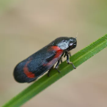 Haematoloma dorsata (Kiefernblutzikade)