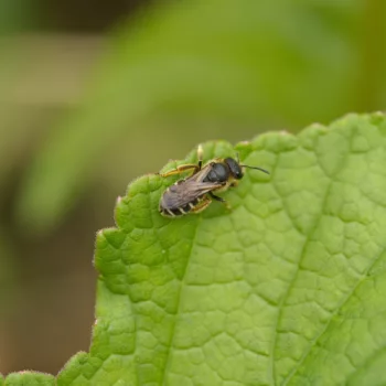 Halictus sp. (Furchenbiene)