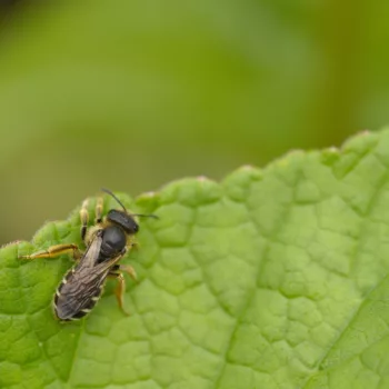 Halictus sp. (Furchenbiene)