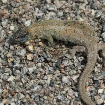 Lacerta bilineata bilineata (Westliche Smaragdeidechse)