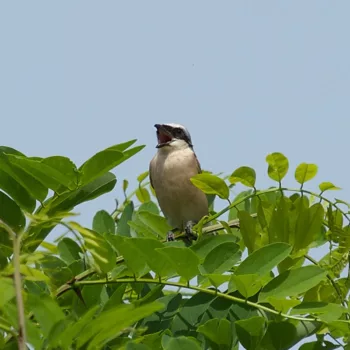 Lanius collurio (Neuntöter)