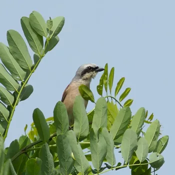 Lanius collurio (Neuntöter)