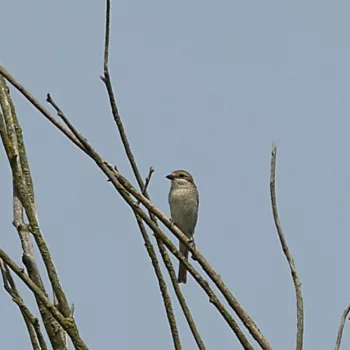 Lanius collurio (Neuntöter)