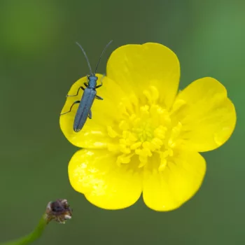 Männchen auf einer Wanderung an der Soča bei Trenta, Slowenien (01.06.2024) Oedemera lurida (Grünlicher Scheinbockkäfer)