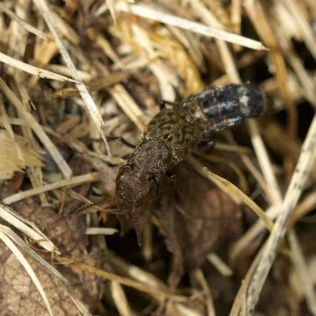 Ontholestes murinus (Kurzflügler)