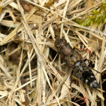 Ontholestes murinus (Kurzflügler)