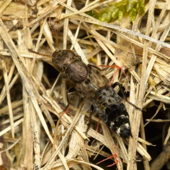 Ontholestes murinus (Kurzflügler)