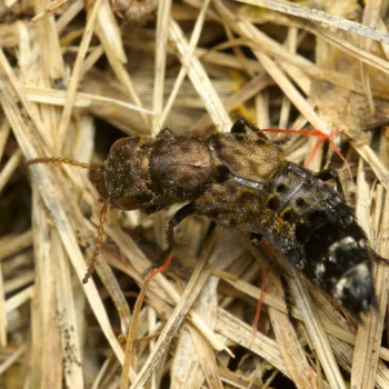 Ontholestes murinus (Kurzflügler)