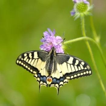 in Trenta, Slowenien (01.06.2024) Papilio machaon (Schwalbenschwanz)