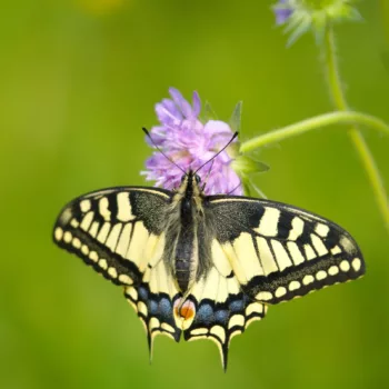 in Trenta, Slowenien (01.06.2024) Papilio machaon (Schwalbenschwanz)