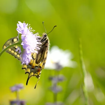 in Trenta, Slowenien (02.06.2024) Papilio machaon (Schwalbenschwanz)