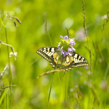 in Trenta, Slowenien (02.06.2024) Papilio machaon (Schwalbenschwanz)