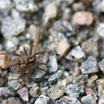 Pardosa lugubris-Gruppe (Wolfspinne)