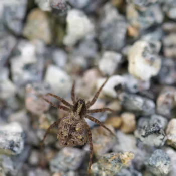 Pardosa lugubris-Gruppe (Wolfspinne)