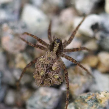 Pardosa lugubris-Gruppe (Wolfspinne)