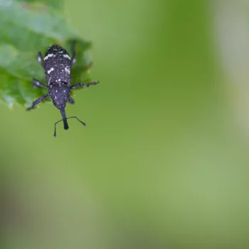 auf einer Wanderung an der Soča bei Trenta, Slowenien (01.06.2024) Pissodes pini (Echter Kiefernrüssler)