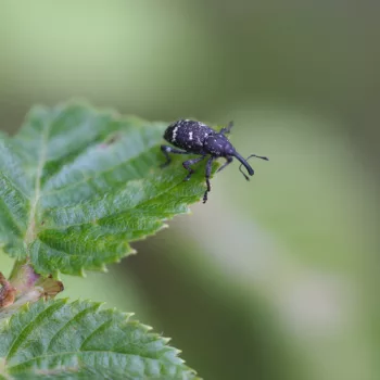 auf einer Wanderung an der Soča bei Trenta, Slowenien (01.06.2024) Pissodes pini (Echter Kiefernrüssler)