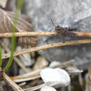 Psophus stridulus (Rotflügelige Schnarrschrecke)