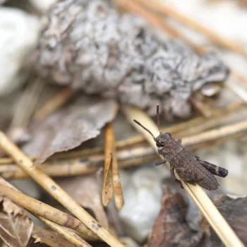 Psophus stridulus (Rotflügelige Schnarrschrecke)