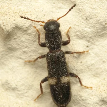 Tarsostenus univittatus (Buntkäfer)