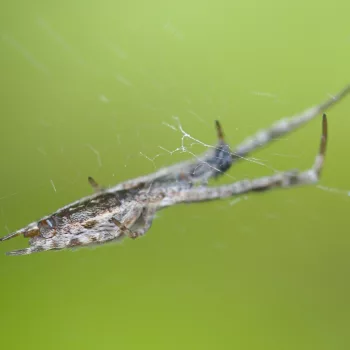 Uloborus walckenaerius (Gestreifter Federfuß)