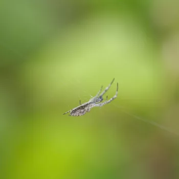 Uloborus walckenaerius (Gestreifter Federfuß)