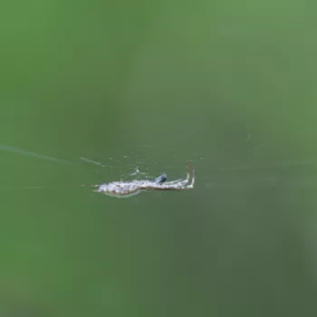 Uloborus walckenaerius (Gestreifter Federfuß)