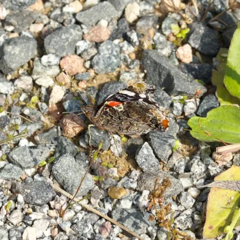 Vanessa atalanta (Admiral)