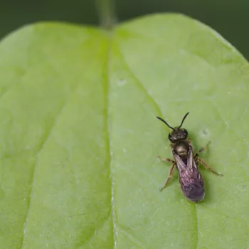 Lasioglossum sp. (Furchenbiene)