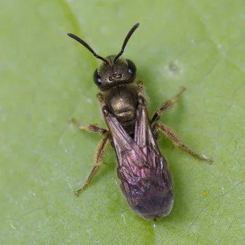 Lasioglossum sp. (Furchenbiene)