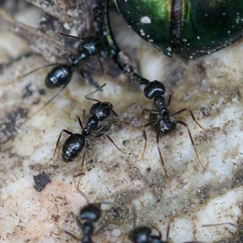 Lasius fuliginosus (Glänzendschwarze Holzameise)