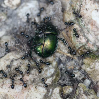 Lasius fuliginosus (Glänzendschwarze Holzameise)