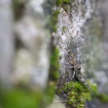 Machilidae sp. (Felsenspringer)