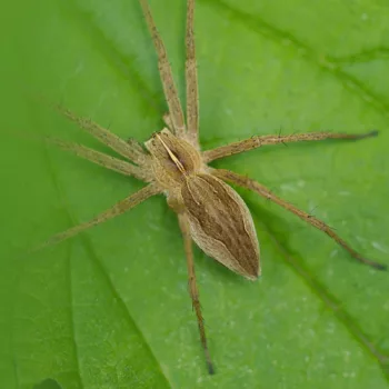 Pisaura mirabilis (Listspinne)