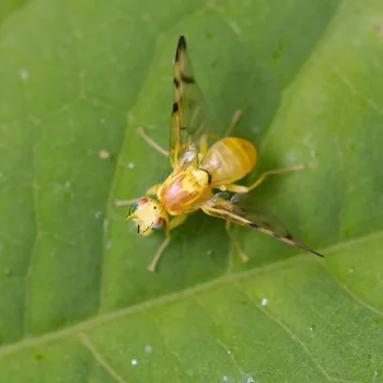 Stemonocera cornuta (Bohrfliege)