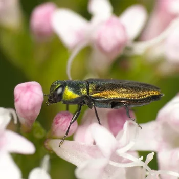 Anthaxia podolica (Bunter Eschen-Prachtkäfer)