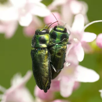 Coleoptera (Restliche Käfer) - Slowenien (Juni 2024)