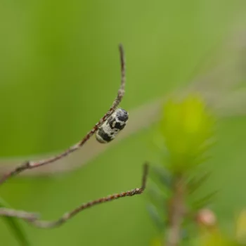 Campopleginae sp. (Schlupfwespe)