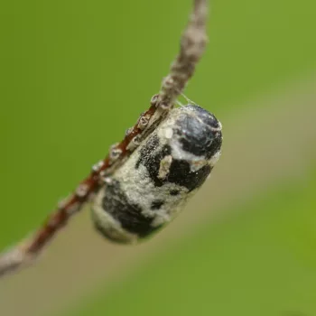 Campopleginae sp. (Schlupfwespe) - Slowenien