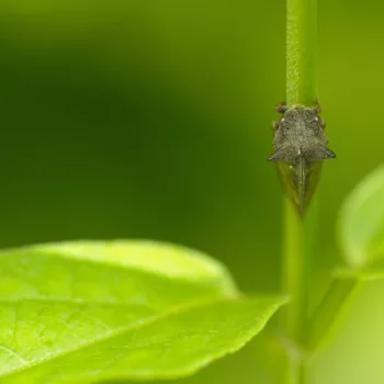 Centrotus cornutus (Dornzikade)