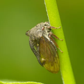 Centrotus cornutus (Dornzikade)