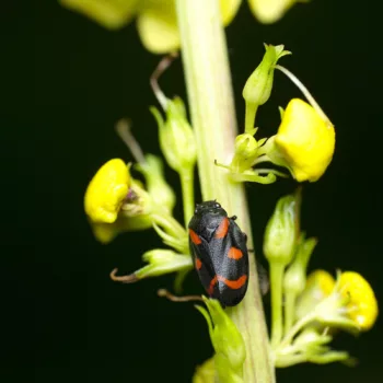 Cercopis arcuata/sanguinolenta (Blutzikade)