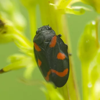 Cercopis arcuata/sanguinolenta (Blutzikade)